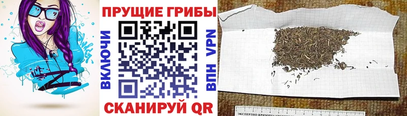 Купить где  Купино  Псилоцибиновые грибы прущие грибы 